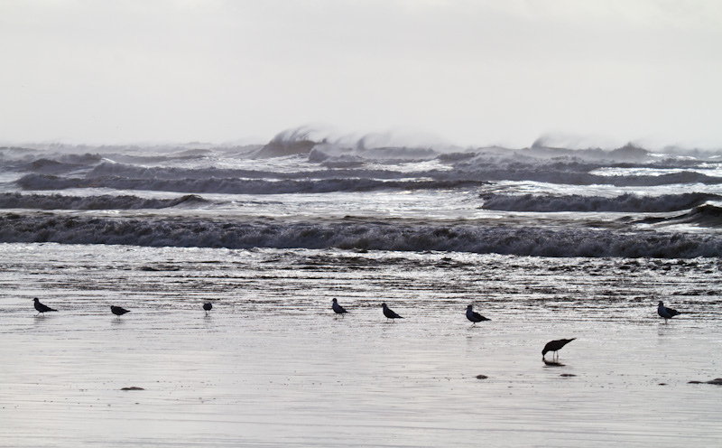 Gulls In Surf